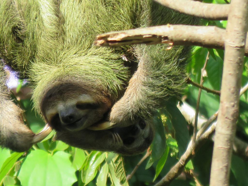Jungle Creek Aparthotel Manuel Antonio Εξωτερικό φωτογραφία