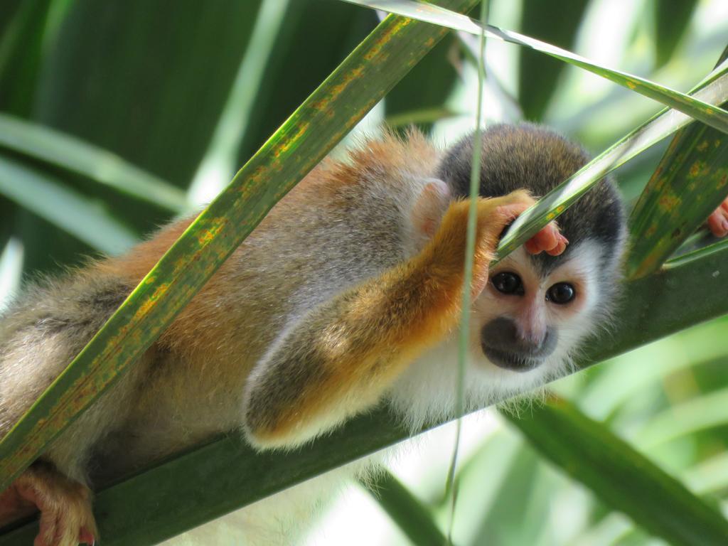 Jungle Creek Aparthotel Manuel Antonio Δωμάτιο φωτογραφία